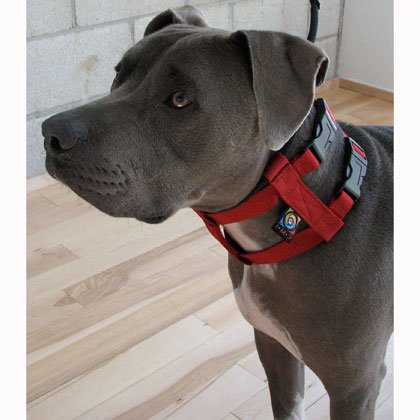 Original Illusion Collar Trainingshalsband & Leine des amerikanischen Hundeflüsterer Cesar Millan, Größe M, Rot